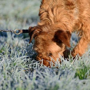 dog-4784634_960_720